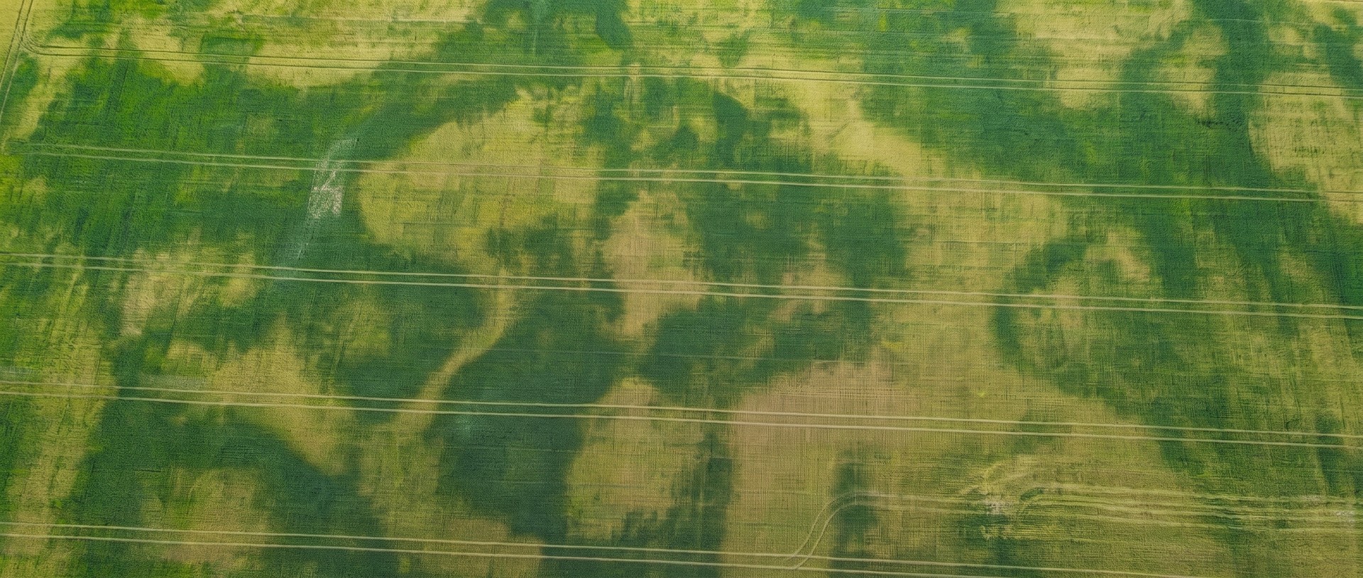 Widok z góry na mozaikę zmienności jednego łanu